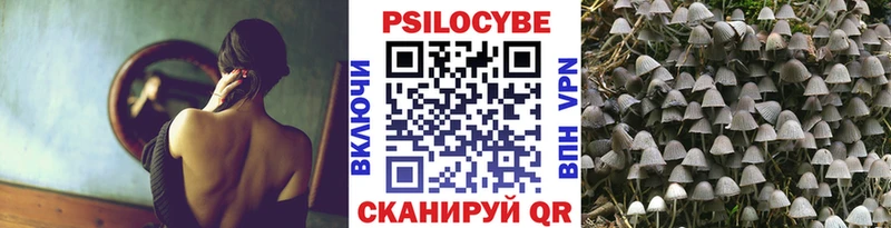 Купить  Суворов  Псилоцибиновые грибы Psilocybe 